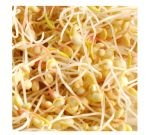Seeds germinate - Quinoa
